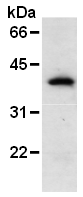 AM26599AF-N - GFP