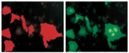 AM26599AF-N - GFP
