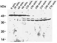 AM26603AF-N - Caspase-9