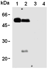 AM26607AF-N - Caspase-8 / FLICE