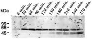 AM26608AF-N - Caspase-10