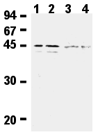 AM26609AF-N - Caspase-5