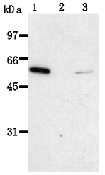 AM26610AF-N - SELENBP1