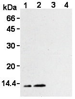 AM26612AF-N - Thioredoxin / TRX1