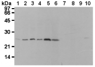 AM26613AF-N - Flavin reductase
