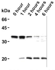 AM26617AF-N - Caspase-6