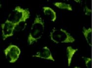 AM26617AF-N - Caspase-6