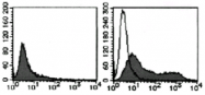 AM26622AF-N - Podocalyxin / PODXL