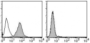 AM26622RP-N - Podocalyxin / PODXL