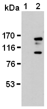 AM26623AF-N - Podocalyxin / PODXL