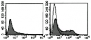 AM26623AF-N - Podocalyxin / PODXL
