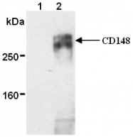 AM26624AF-N - CD148 / PTPRJ
