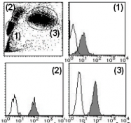 AM26624RP-N - CD148 / PTPRJ