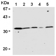 AM26625AF-N - Caspase-3