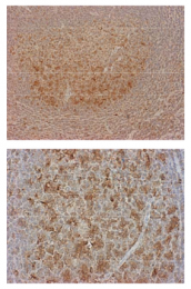 AM26625AF-N - Caspase-3