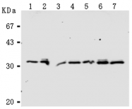 AM26626AF-N - Caspase-3