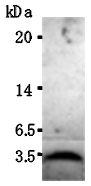 AM26629AF-N - Insulin