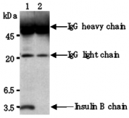 AM26629AF-N - Insulin