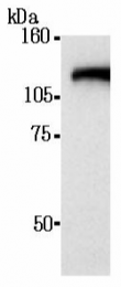 AM26630AF-N - Beta-galactosidase tag