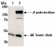 AM26630AF-N - Beta-galactosidase tag
