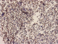 AM26630AF-N - Beta-galactosidase tag