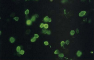 AM26630AF-N - Beta-galactosidase tag