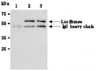 AM26631AF-N - Luciferase