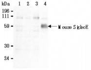 AM26632AF-N - CD170 / SIGLEC5