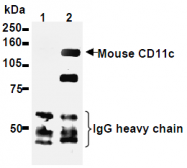 AM26635AF-N - CD11c