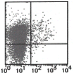 AM26635FC-N - CD11c
