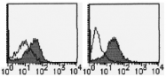 AM26636AF-N - CD13