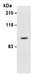 AM26637AF-N - CD61 / ITGB3