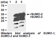 AM26639AF-N - SUMO2