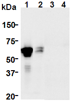 AM26644AF-N - GFRA1 / GDNFR-alpha