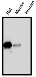 AM26651AF-N - Interleukin-18 / IL18