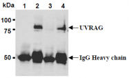 AM26654AF-N - UVRAG