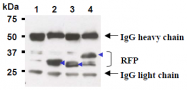 AM26655AG-N - RFP-Tag