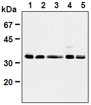 AM26661AF-N - CDK1