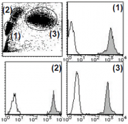 AM26663RP-N - CD44