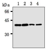 AM26665AF-N - Recombinase A / RecA