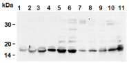 AM26683AF-N - Histone H2B