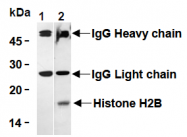 AM26683AF-N - Histone H2B
