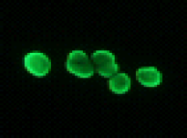 AM26683AF-N - Histone H2B