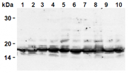 AM26685AF-N - Histone H2A