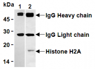 AM26685AF-N - Histone H2A