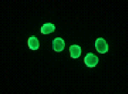 AM26685AF-N - Histone H2A