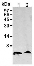 AM26686AF-N - Amyloid beta