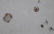 AM26686AF-N - Amyloid beta