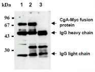 AM26688AG-N - c-Myc Epitope Tag (EQKLISEEDL)