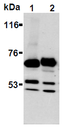 AM26691AF-N - Synaptotagmin 1 + 2